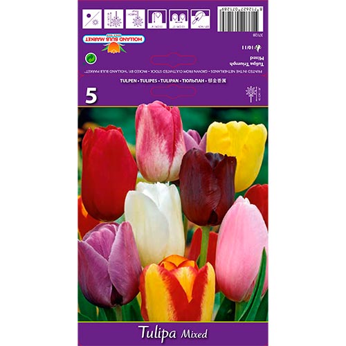 5 buc, Lalele Triumph mix multicolor - Bulbi: Mod de ambalare: 5 buc