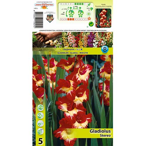 5 buc, Gladiole Stereo - Bulbi: Mod de ambalare: 5 buc