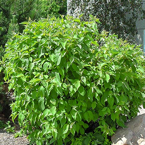 1 buc, Cornus alba Siberian pearls - Răsaduri: Mod de ambalare: 1 buc