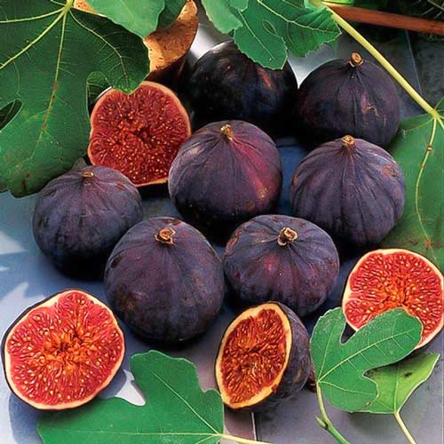 1 buc, Smochin negru - Răsaduri: Mod de ambalare: 1 buc