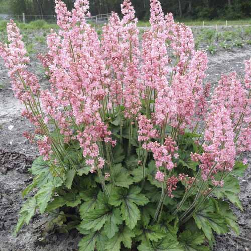 1 buc, Heucherella Pink Revolution, C2 - Puieți: Mod de ambalare: 1 buc