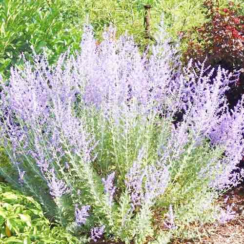 1 buc, Salvie rusească Little Spire - : Mod de ambalare: 1 buc
