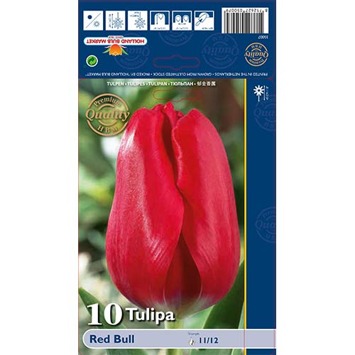 10 kus, Tulipán Red Bull - : Monžstvo balíkov: 10 kus