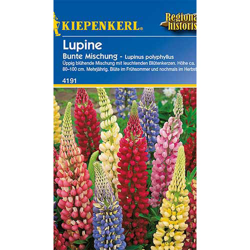 1 szt, Csillagfürt Colorfull, mix Kiepenkerl - Magok: Mod de ambalare: 1 db