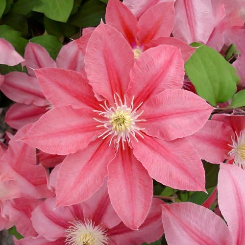 1 Pflanze(n), Clematis Little Mermaid, P9 - Setzlinge: Ilość w opakowaniu: 1 Pflanze(n)