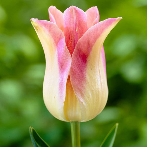 5 Stück, Tulpe Elegant Lady - Blumenzwiebeln: Ilość w opakowaniu: 5 Stück