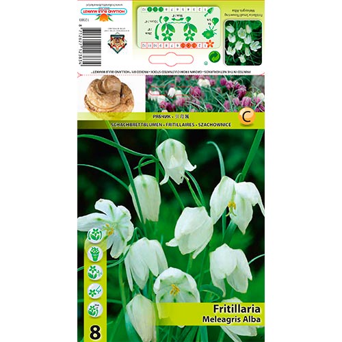 Fritillaria Meleagris Alba - Bulbos: Ilość w opakowaniu: 8 bulbos