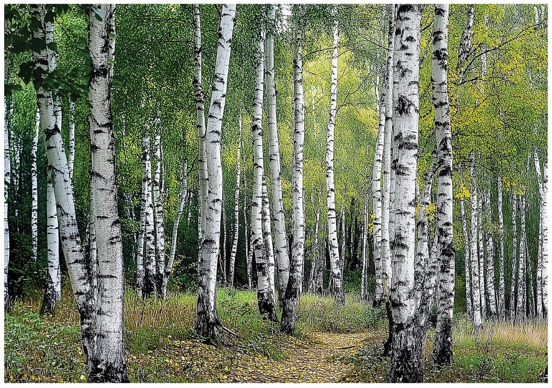 Fototapeta Las Brzozowy Brzozy Drzewa 300x210 cm Tapeta Do Sypialni Salonu Kuchni Na Flizelinie