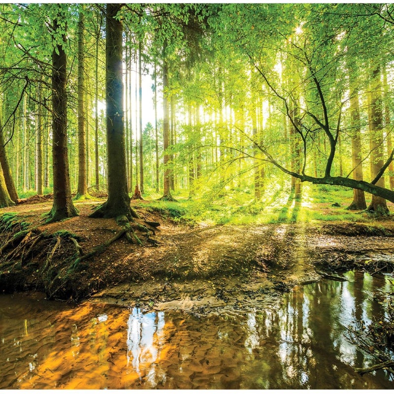 Fototapeta Las Drzewa Słońce 200x140 cm Tapeta Do Sypialni Salonu Kuchni Na Flizelinie