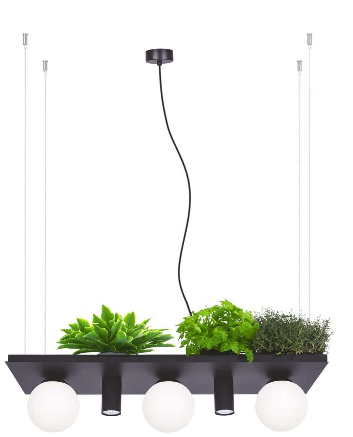 Zuma Line Plant Shelf lampa wisząca 5x10W czarna 003749-025970 - Wysyłka w 24h