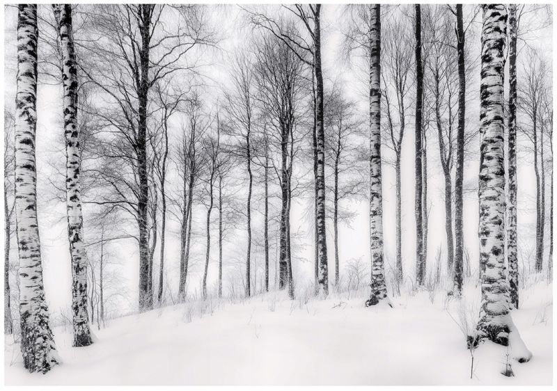 Fototapeta 3D Las Brzozy Drzewa WALLARENA 400x280 cm Tapeta Do Sypialni Salonu Na Flizelinie 1 szt.