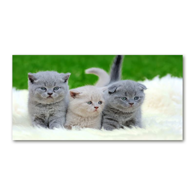 Obraz canvas Tulup Trzy koty koc 125x50 cm 1 szt.