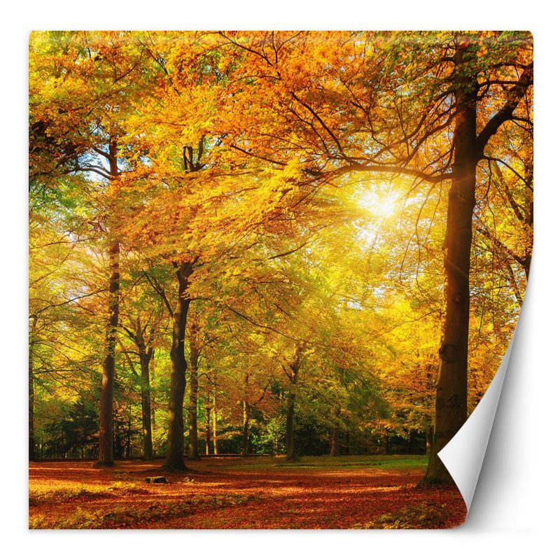 Fototapeta Feeby Jesienny las w promieniach słońca 200x200 1 szt