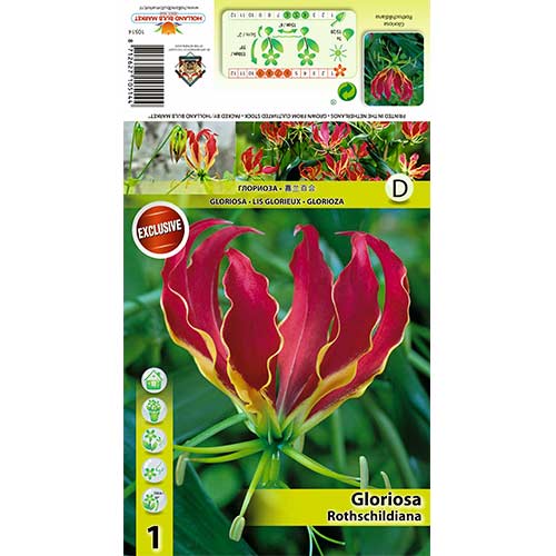 1 szt, Glorioza Rotszylda (Gloriosa Rothschildiana) - Byliny: Ilość w opakowaniu: 1 szt.