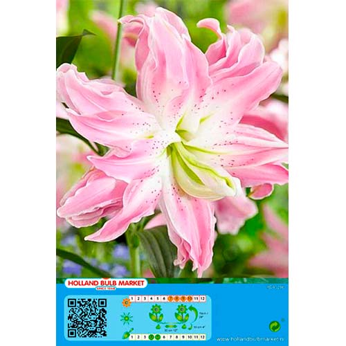1 szt, Lilia orientalna Lotus Elegance - Cebule: Ilość w opakowaniu: 1 szt.