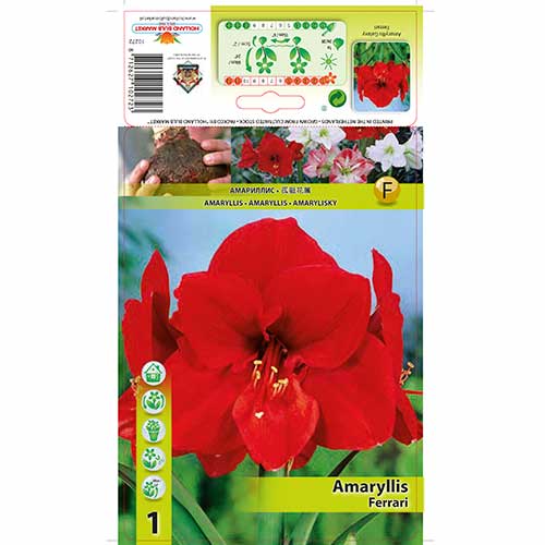 1 cebul, Amaryllis (Hippeastrum) Ferrari - Cebule: Ilość w opakowaniu: 1 cebul
