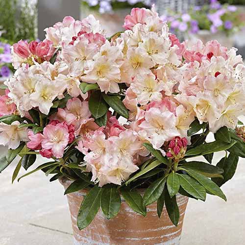 1 sadz, Rhododendron (Różanecznik) Percy Wiseman - Sadzonki: Ilość w opakowaniu: 1 sadz