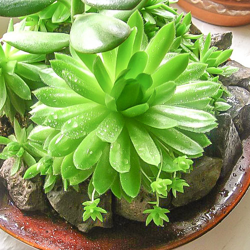 1 sadz, Rojnik pajęczynowaty (Sempervivum) Alabaster - Sadzonki: Ilość w opakowaniu: 1 sadz