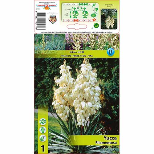 1 szt., Jukka karolińska (Yucca Filamentosa) - Cebule: Ilość w opakowaniu: 1 szt.
