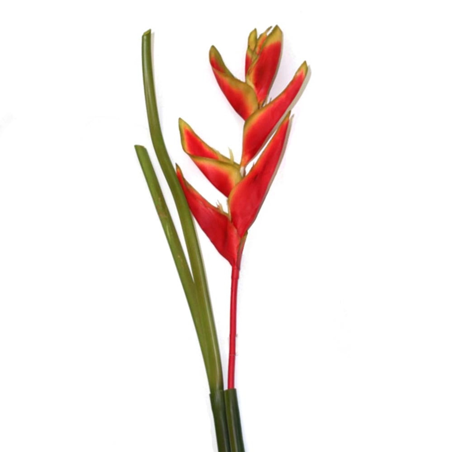 Helikonia - 93 cm
