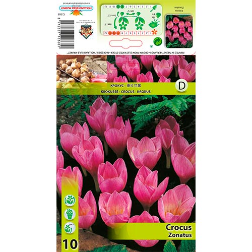 10 buc, Brândușe Zonatus - Bulbi: Mod de ambalare: 10 buc