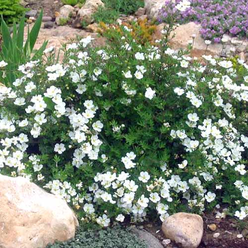 1 buc, Potentilla Snowflake - Răsaduri: Mod de ambalare: 1 buc