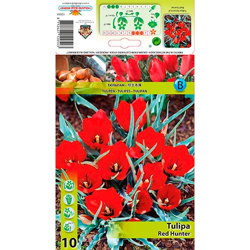 10 buc, Lalele Red Hunter - Bulbi: Mod de ambalare: 10 buc