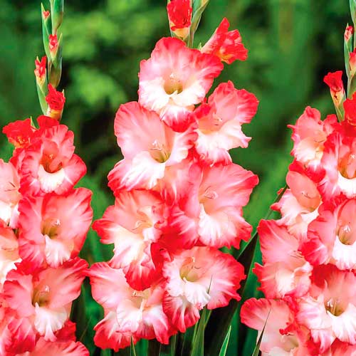 10 buc, Gladiole grandiflora Pink Lady - Bulbi: Mod de ambalare: 10 buc