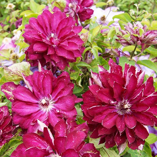 1 buc, Clematis Red Star - Răsaduri: Mod de ambalare: 1 buc