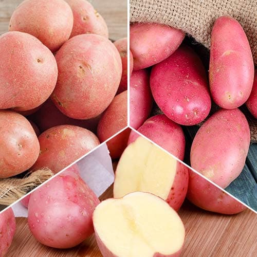 3 kg, Ofertă specială! Cartofi de sămânță Piureuri delicioase, set de 3 soiuri - Tuberculi: Mod de ambalare: 3 kg