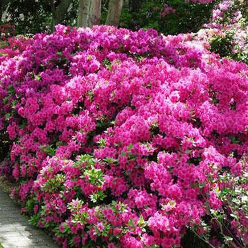 1 buc, Rhododendron Anouk - : Mod de ambalare: 1 buc