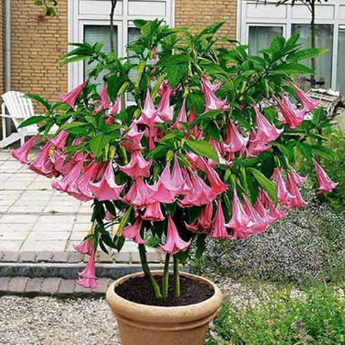 1 buc, Trompeta îngerilor Double Angel's Pink - Puieți: Mod de ambalare: 1 buc
