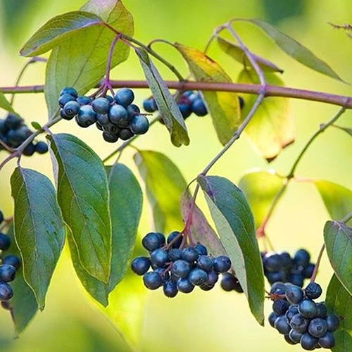 1 buc, Cornus Blue Cloud - Răsaduri: Mod de ambalare: 1 buc