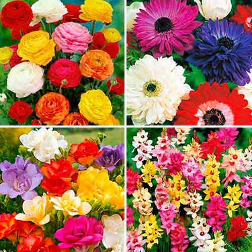40 buc, Super oferta! Anemone, Frezie, Ixia si Ranunculus, set de 40 de bulbi - Bulbi: Mod de ambalare: 40 buc