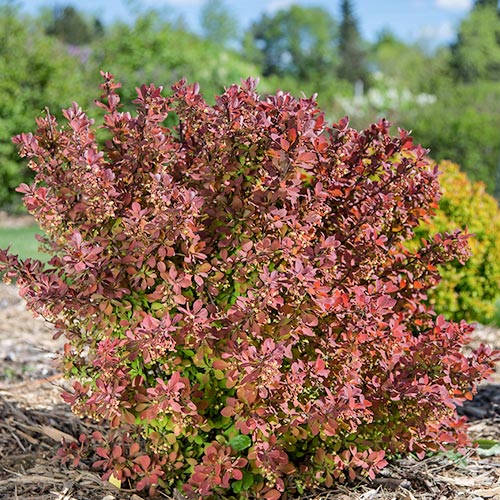 1 saz, Dřišťál Thunbergův Pink Perfection - : Monžstvo balíkov: 1 saz