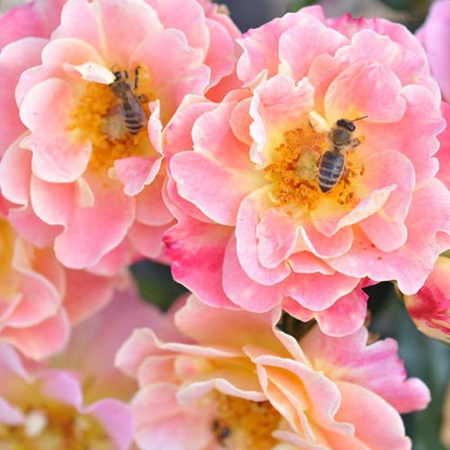 1 saz, Růže floribunda Mella Exotic - : Monžstvo balíkov: 1 saz