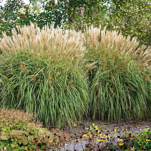 1 db, Virágosnád (Miscanthus) Herman Mussel - Palánták: Mod de ambalare: 1 db