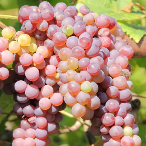 1 db, Szőlő Einset Seedless - Palánták: Mod de ambalare: 1 db