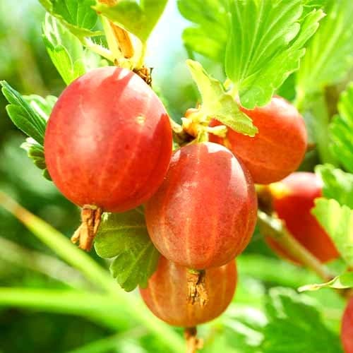 1 Pflanze(n), Stachelbeere Hinnonmaki Red, Р9 - Setzlinge: Ilość w opakowaniu: 1 Pflanze(n)