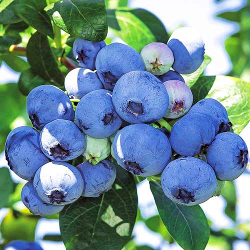 1 Pflanze(n), Heidelbeere Bluecrop, P9 - Setzlinge: Ilość w opakowaniu: 1 Pflanze(n)
