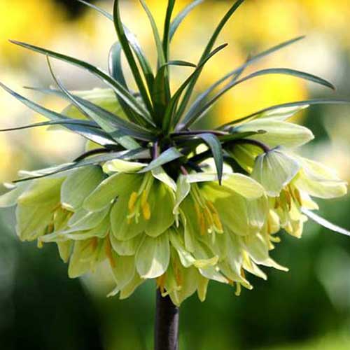 1 Stück, Schachbrettblume (Fritillaria) Raddeana - Blumenzwiebeln: Ilość w opakowaniu: 1 Stück