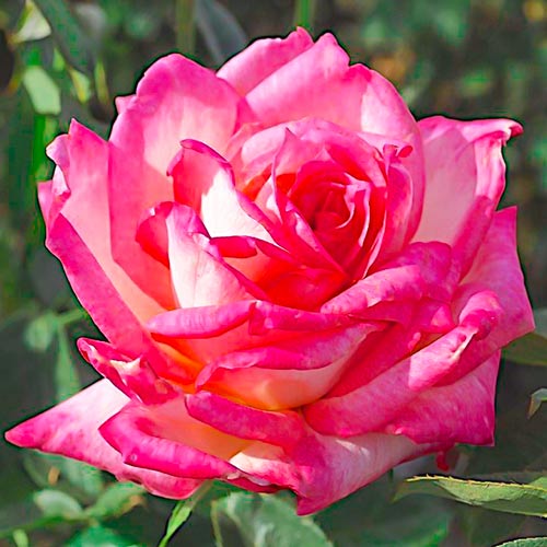 1 Pflanze(n), Rose Großblütige Desse - Setzlinge: Ilość w opakowaniu: 1 Pflanze(n)