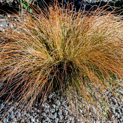 1 Pflanze(n), Rote Segge Prairie Fire - Setzlinge: Ilość w opakowaniu: 1 Pflanze(n)