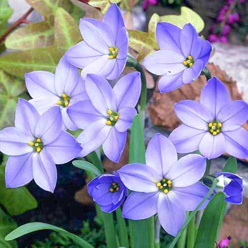 10 Stück, Ifejon (Ipheion) Rolf Fiedler - Blumenzwiebeln: Ilość w opakowaniu: 10 Stück