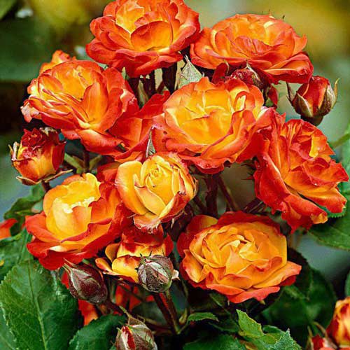 1 Pflanze(n), Rose Rumba (Menge im Paket: 1 Pflanze) - Setzlinge: Ilość w opakowaniu: 1 Pflanze(n)