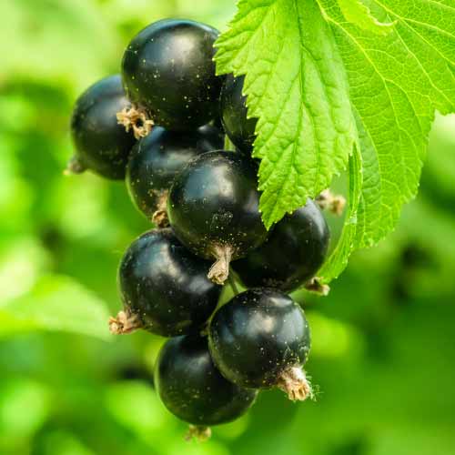 Groselha preta Ruben - Plântulas: Ilość w opakowaniu: 1 plant