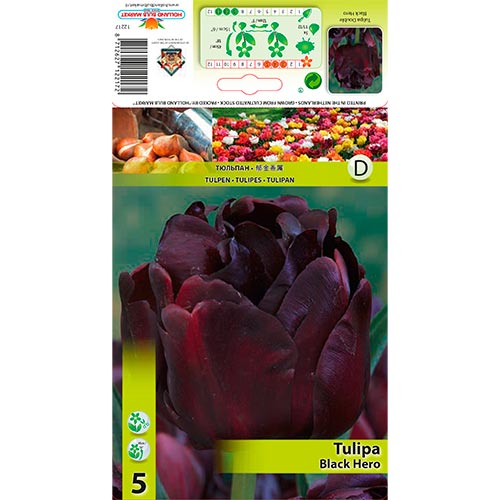 Tulip Black Hero - Bulbos: Ilość w opakowaniu: 5 bulbe