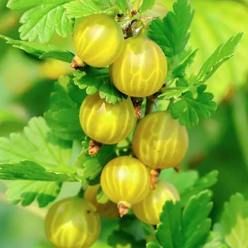Groselhas Hinnonmaki Galben - Plântulas: Ilość w opakowaniu: 1 plant