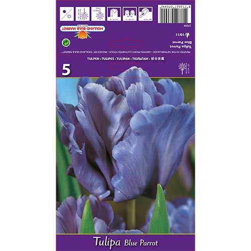 Tulipe Blue Parrot - Bulbos: Ilość w opakowaniu: 5 bulbos