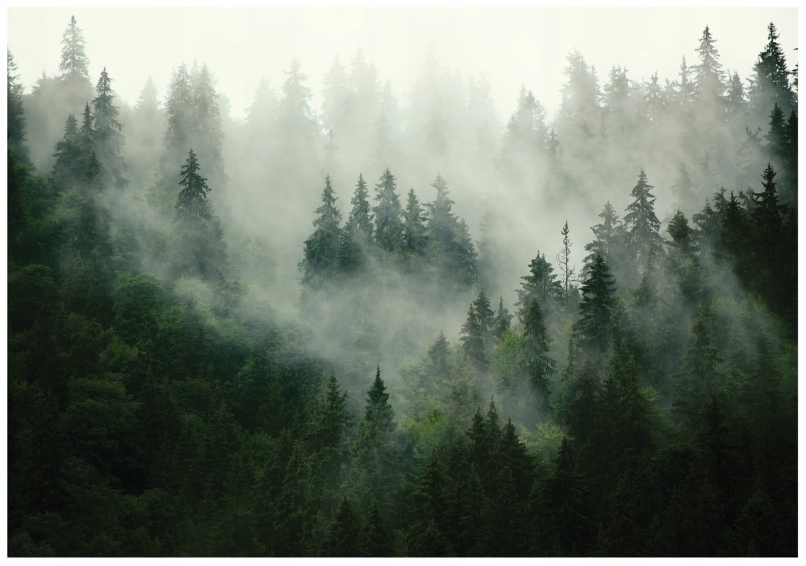 Fototapeta Las we mgle Natura 200x140 cm Tapeta Do Sypialni Salonu Kuchni Na Flizelinie
